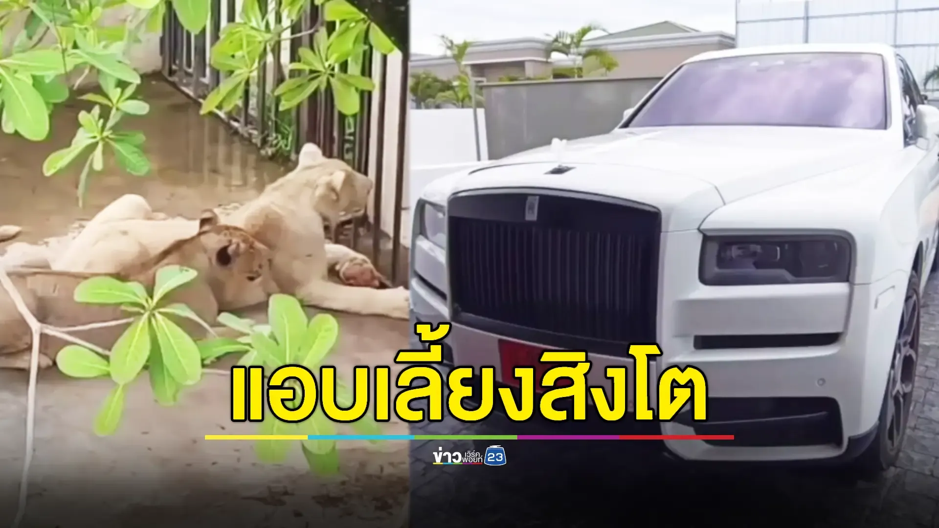 ค้นบ้านหรูชาวจีนพบรถหรูนำเข้า 2 คัน สิงโต 2 ตัว