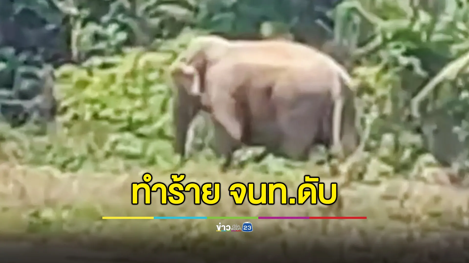 สลด! ช้างป่าตกมันทำร้ายเจ้าหน้าที่ดับอนาถคาเครื่องแบบ 